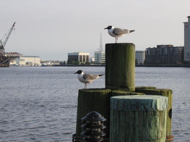 Maritime weathervanes.